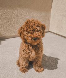 Adorable Goldendoodle  Puppies