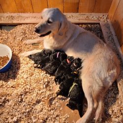 8 goldendoodle puppies