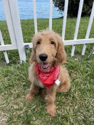 Selling goldendoodle