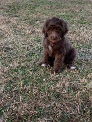 Chocolate Goldendoodle Puppy for sale