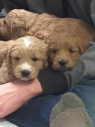 Mini Goldendoodles Puppies