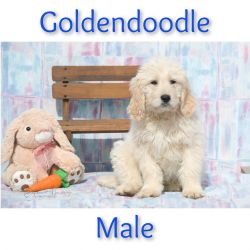 Goldendoodles Farwell, Mi