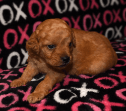 Breathtaking Goldendoodle available