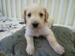 F1 male Goldendoodle puppies
