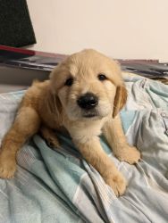 Golden doodle puppy male last one
