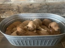 Goldendoodles available