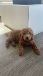 Goldendoodle Puppy For Sale