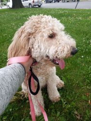 8 month old Goldendoodle all shots and trained + pet insurance transfe
