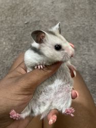 Hamsters for sale in Dayton ohio