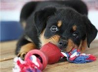 Adorable 10wks old male and female Rottweiler puppies