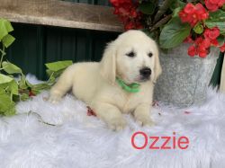 Ozzie is an English Cream Golden Retriever