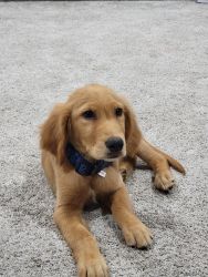 Golden Retriever Puppy 3 months pld