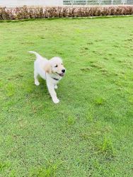 4 months old pure golden retriever with KCI certificate