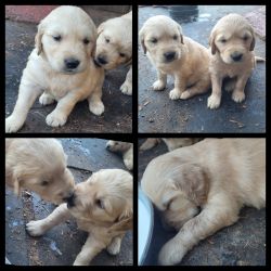 Beautiful AKC Golden Retriever Puppies