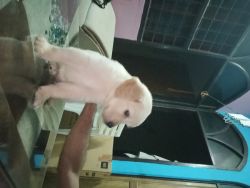 I want to sell my golden Retriever puppies
