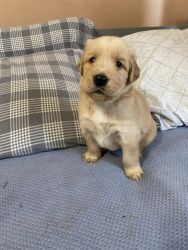 Goldens Retriever puppies for sale!