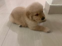 45 days old golden retriever puppy for sale