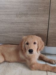 Golden retriever puppy 4 months old and fully vaccinated
