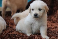 Golden retriever male puppies available