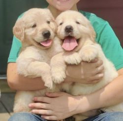 Smart Golden Retriever Puppies Available
