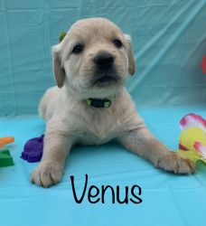 Venus AKC Limited Registration