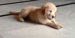 Golden retriever 2 months old puppy