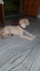 Puppy for sale of golden retriever, very adorable and cute