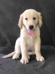 agreeable Golden Retriever Puppies
