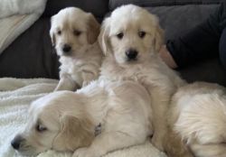 Golden Retriever puppies - AKC