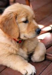 Tdace Golden retriever puppies for adoption