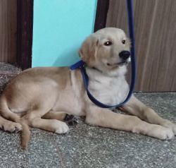 Selling 5 month old puppy Golden Retriever