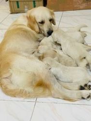 25 days golden retriever puppies for sale
