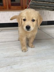 Golden retriever male puppy at unbelievable price