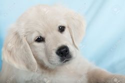 puppies available in bangalore