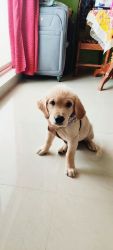 Golden retriever puppy 3.5 months old for sale