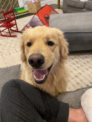 Almost 2 year old golden. Fixed male.
