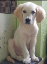 Golden retriver puppy 5 months old available for sale
