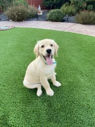 14 Weeks old cute puppy for sale