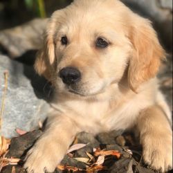 Cute Golden retriever puppy (San Jose)