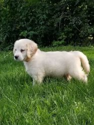 English Golden Retrievers Puppies for Sale