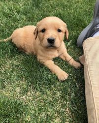 Awesome Golden Retrievers For Sale