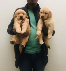 GOLDEN RETRIEVER PUPPIES ALL TIME AVAILABLE