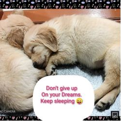 Golden retriever male and female young puppies for sale trained
