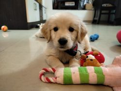 Golden retriever puppy for sale/adoption