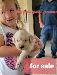 AKC registered Golden retriever puppies