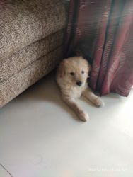 Golden retriever puppy for sale 40 days old show quality pup