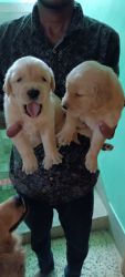 Golden retriever puppy sale