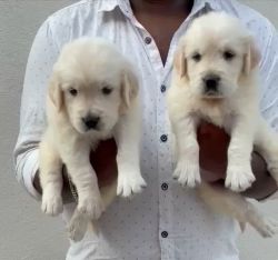 Quality RETRIEVER MALE AND FEMALE PUPPIES available in BANGALORE