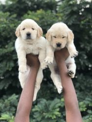 All breeds of puppies available