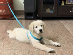Golden retriever 2 months old for sale